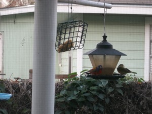 Mr. and Mrs. Painted Bunting