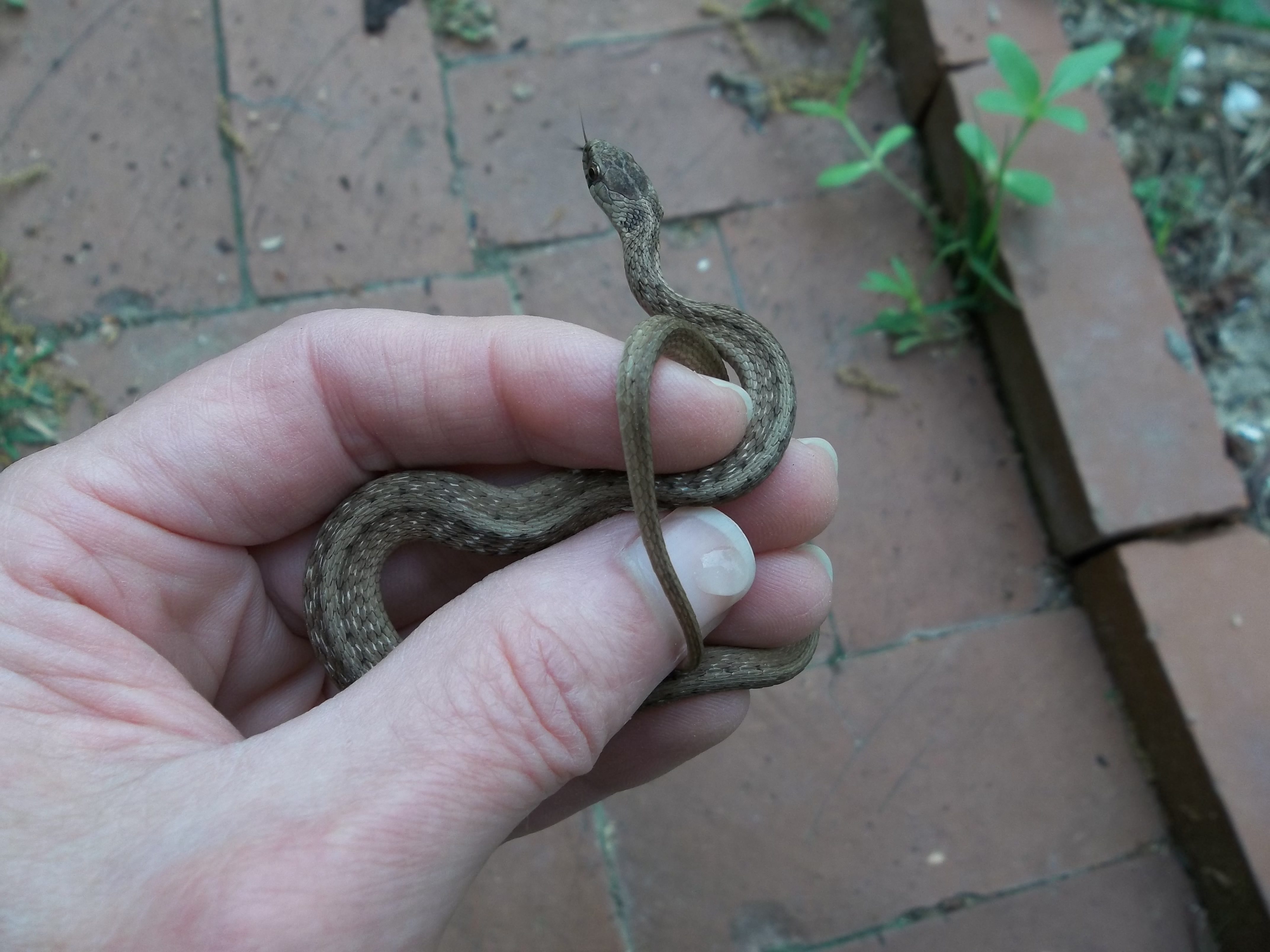 How To Identify A Texas Brown Snake Thinkactlive S Blog